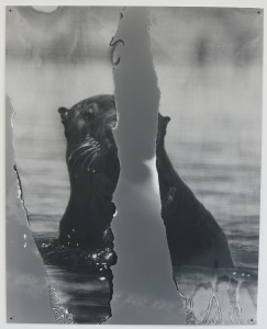 Eileen Quinlan, The Otter, gelatin silver print, 25 x 20 inches, 2016.