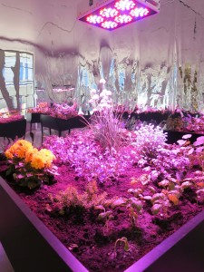 Meg Webster, Solar Grow Room, 4 raised wooden planters with moss, grass, flowers and other vegetation, off-grid solar powered electrical system, grow lights, mylar covered walls, each planter 42 x 50 x 50 inches, 2016.