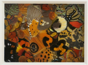 Nathalia Edenmont, Vortex, collage of butterfly wings, 14 ¼ x 13 inches, 2011.