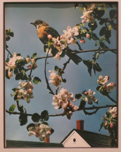 Paul Outerbridge, First Robin of Spring, Carbo print, 14 3/8 x 10 5/8 inches, 1938, printed c. 1938.